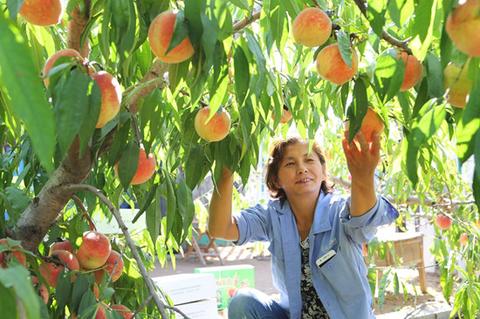 6、迁建后的北宋村里生态园采摘水蜜桃的黄河滩区村民 吴思强摄_副本.jpg